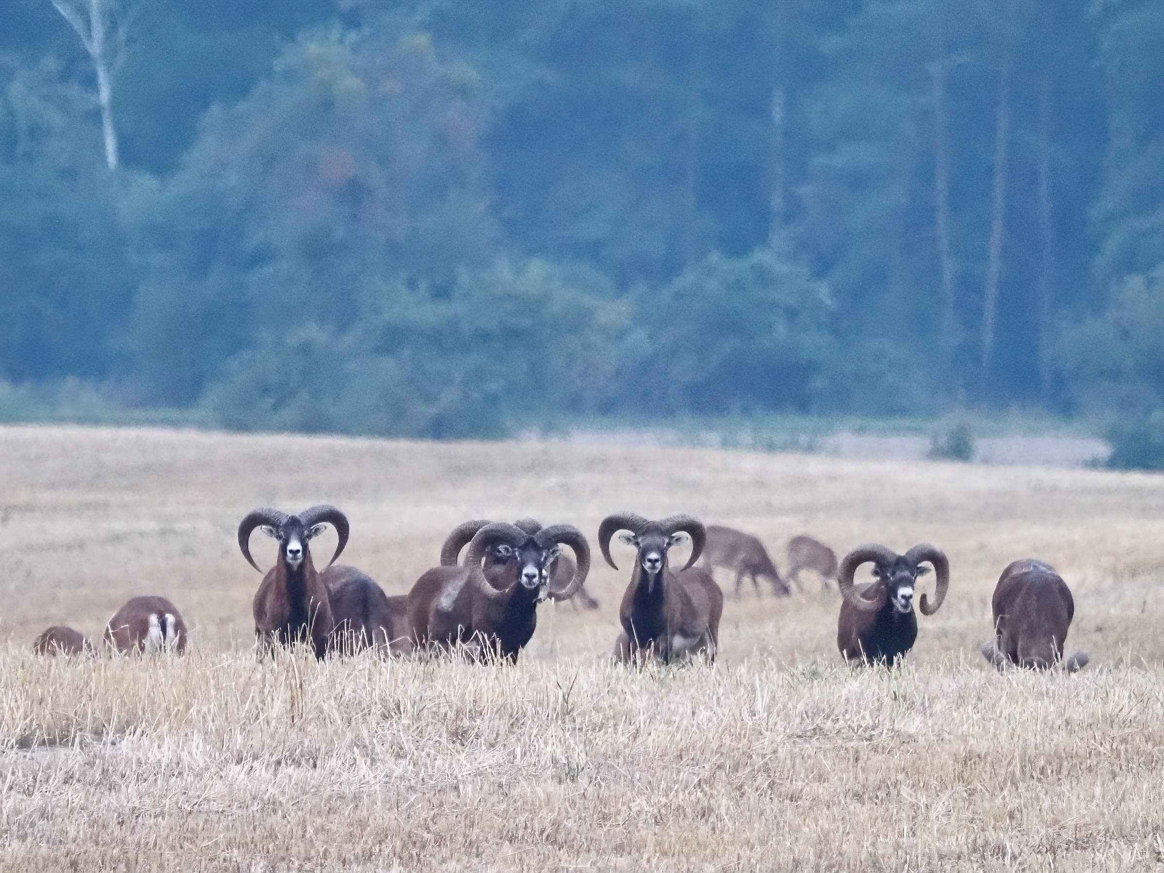 Muflony – dzikie owce